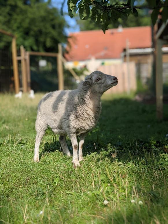 Helenes Ferienwohnung Auf Dem Bauernhof - Lausitzer Seenland Lauta Bagian luar foto