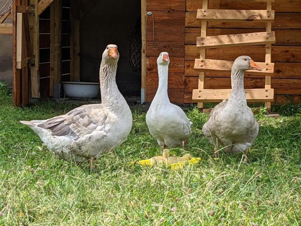 Helenes Ferienwohnung Auf Dem Bauernhof - Lausitzer Seenland Lauta Bagian luar foto