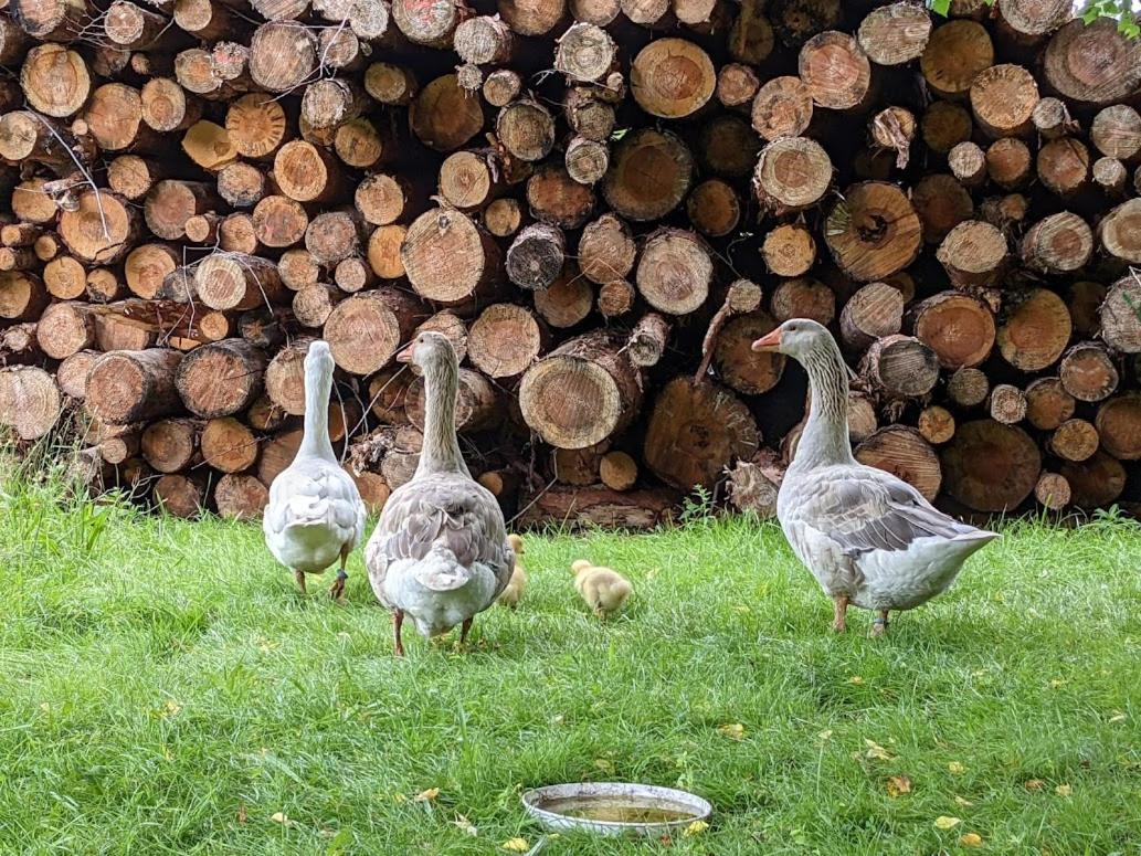 Helenes Ferienwohnung Auf Dem Bauernhof - Lausitzer Seenland Lauta Bagian luar foto