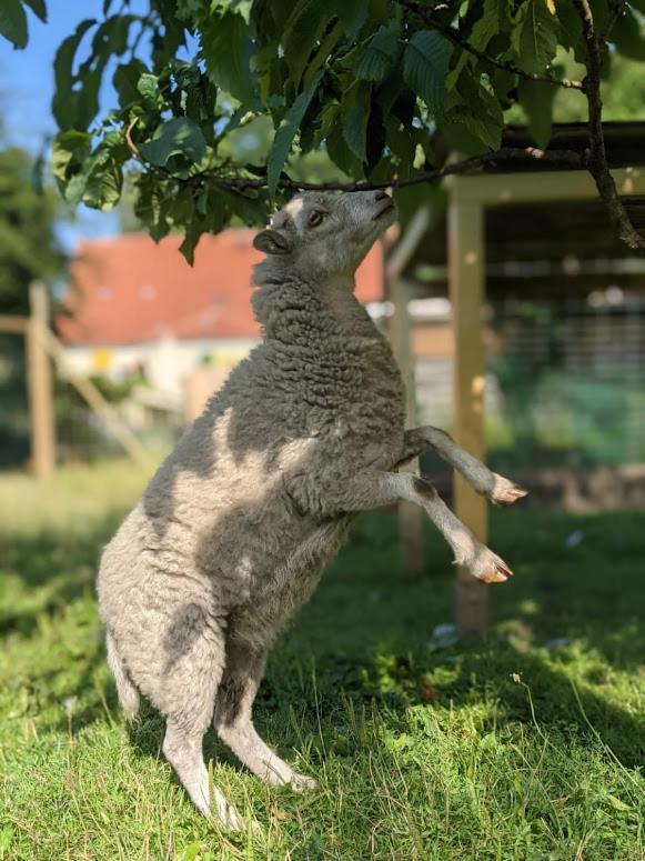 Helenes Ferienwohnung Auf Dem Bauernhof - Lausitzer Seenland Lauta Bagian luar foto