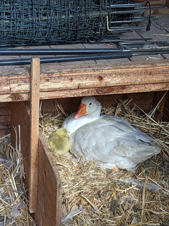 Helenes Ferienwohnung Auf Dem Bauernhof - Lausitzer Seenland Lauta Bagian luar foto
