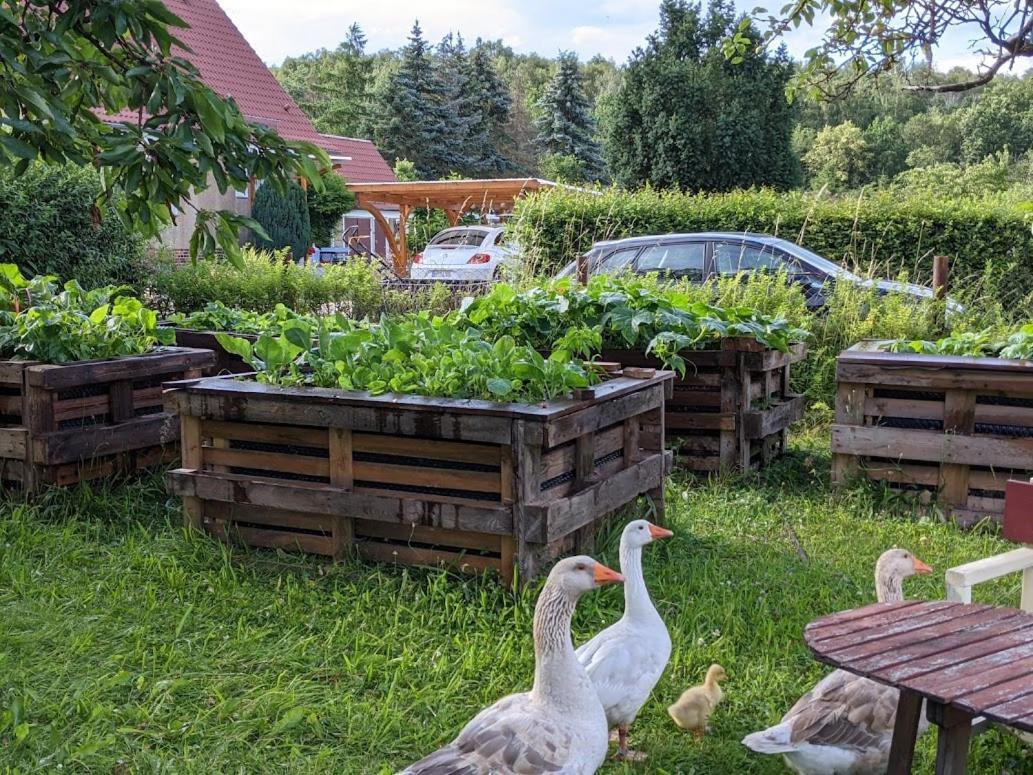 Helenes Ferienwohnung Auf Dem Bauernhof - Lausitzer Seenland Lauta Bagian luar foto