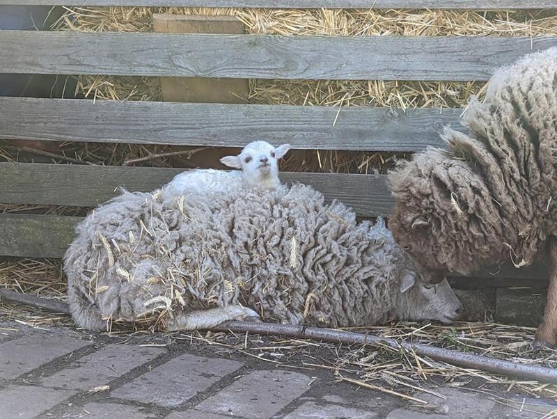 Helenes Ferienwohnung Auf Dem Bauernhof - Lausitzer Seenland Lauta Bagian luar foto