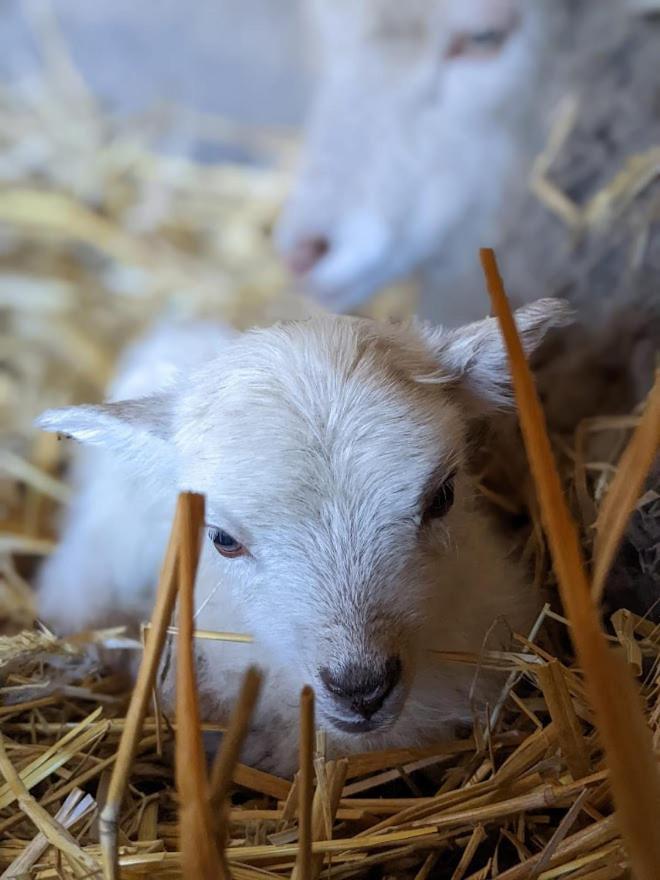 Helenes Ferienwohnung Auf Dem Bauernhof - Lausitzer Seenland Lauta Bagian luar foto