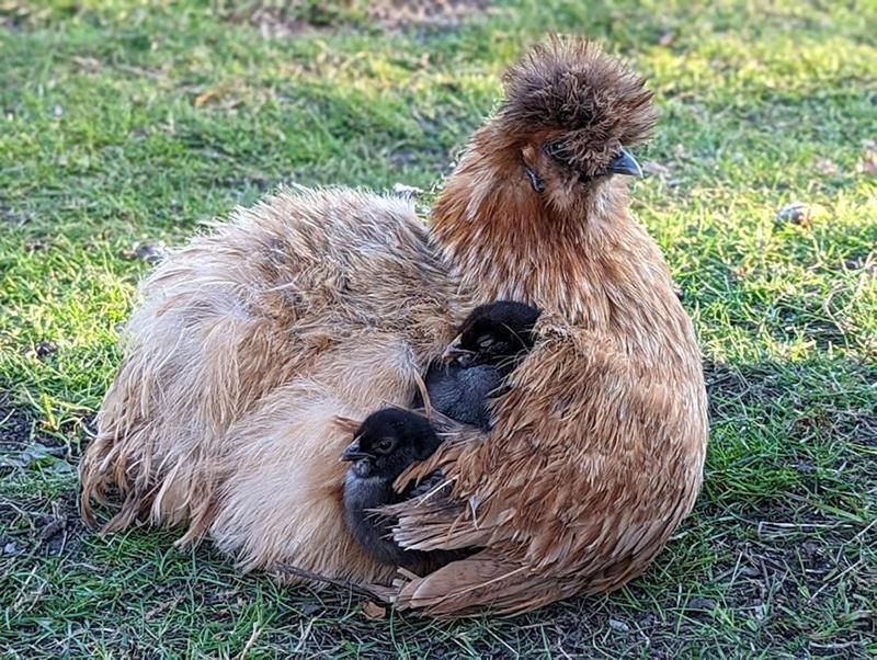Helenes Ferienwohnung Auf Dem Bauernhof - Lausitzer Seenland Lauta Bagian luar foto