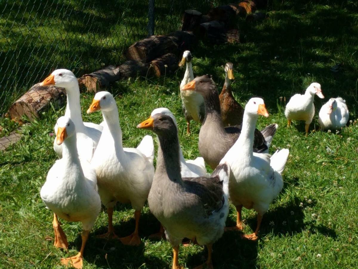 Helenes Ferienwohnung Auf Dem Bauernhof - Lausitzer Seenland Lauta Bagian luar foto