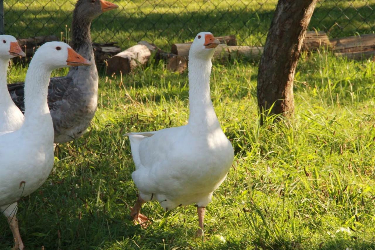 Helenes Ferienwohnung Auf Dem Bauernhof - Lausitzer Seenland Lauta Bagian luar foto