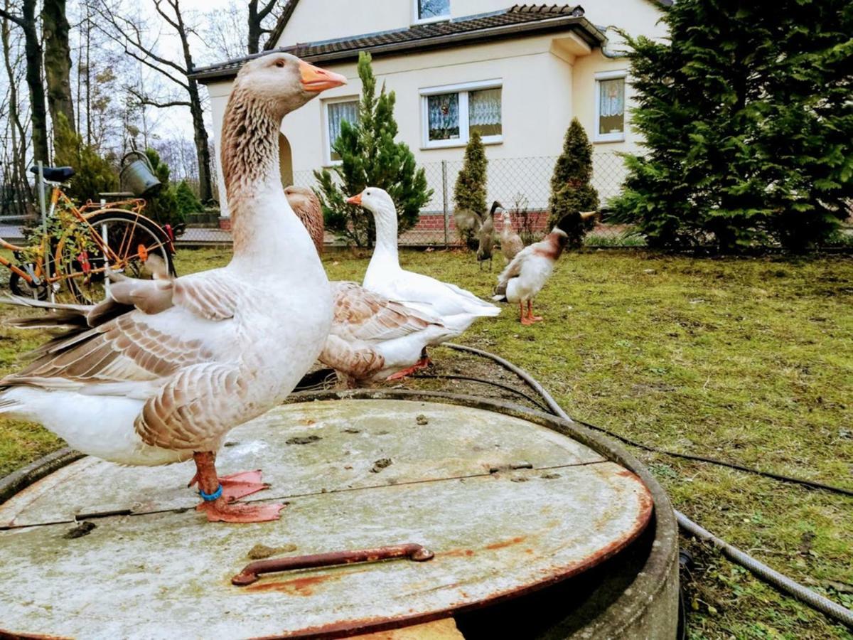 Helenes Ferienwohnung Auf Dem Bauernhof - Lausitzer Seenland Lauta Bagian luar foto